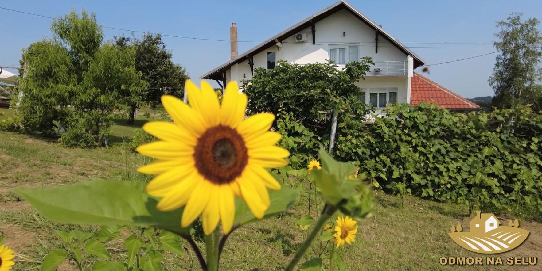 Apartamento Odmor Na Selu Babajic Ljig Exterior foto